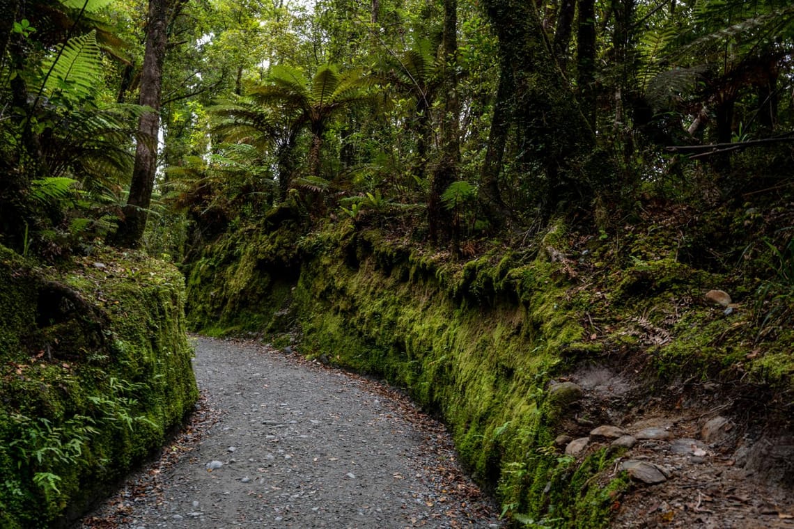 Lake Matheson Bush