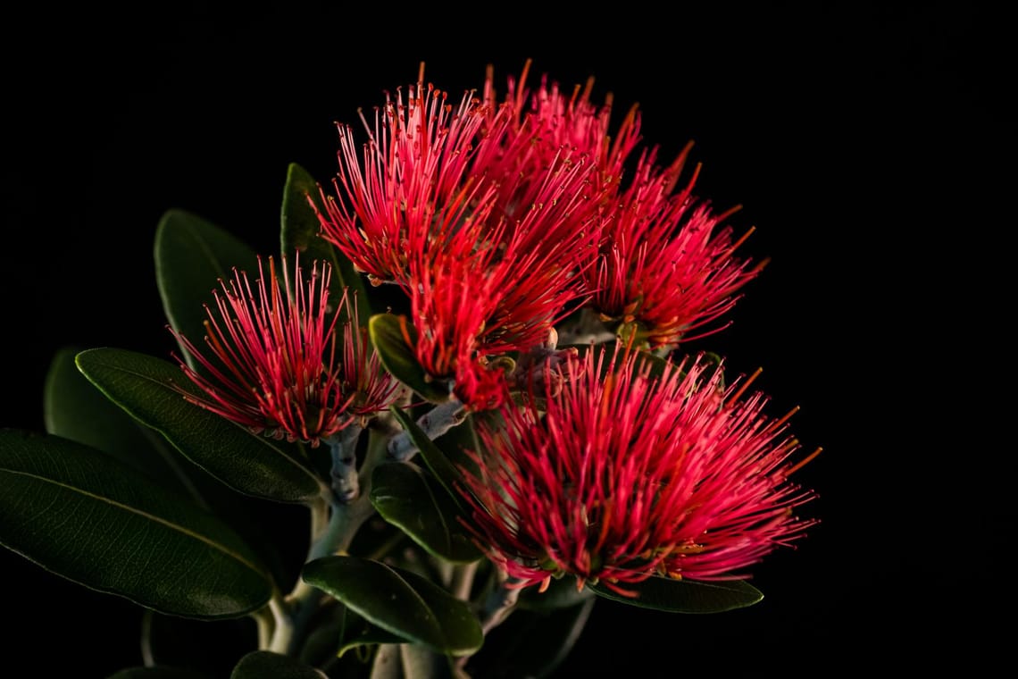 Pohutukawa