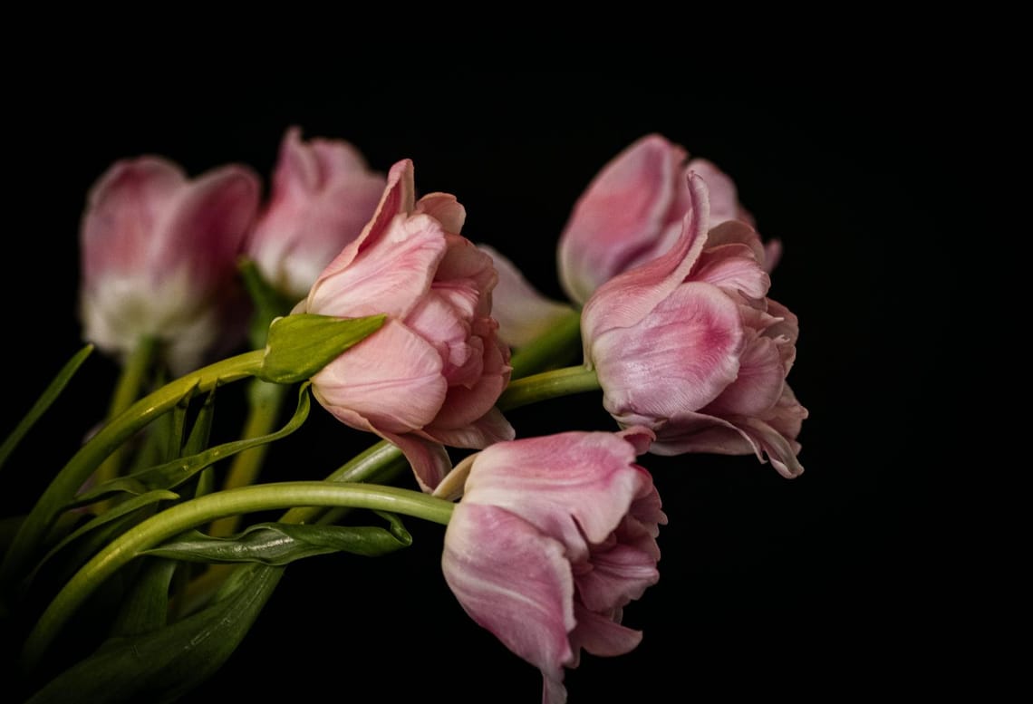 Pink Tulips