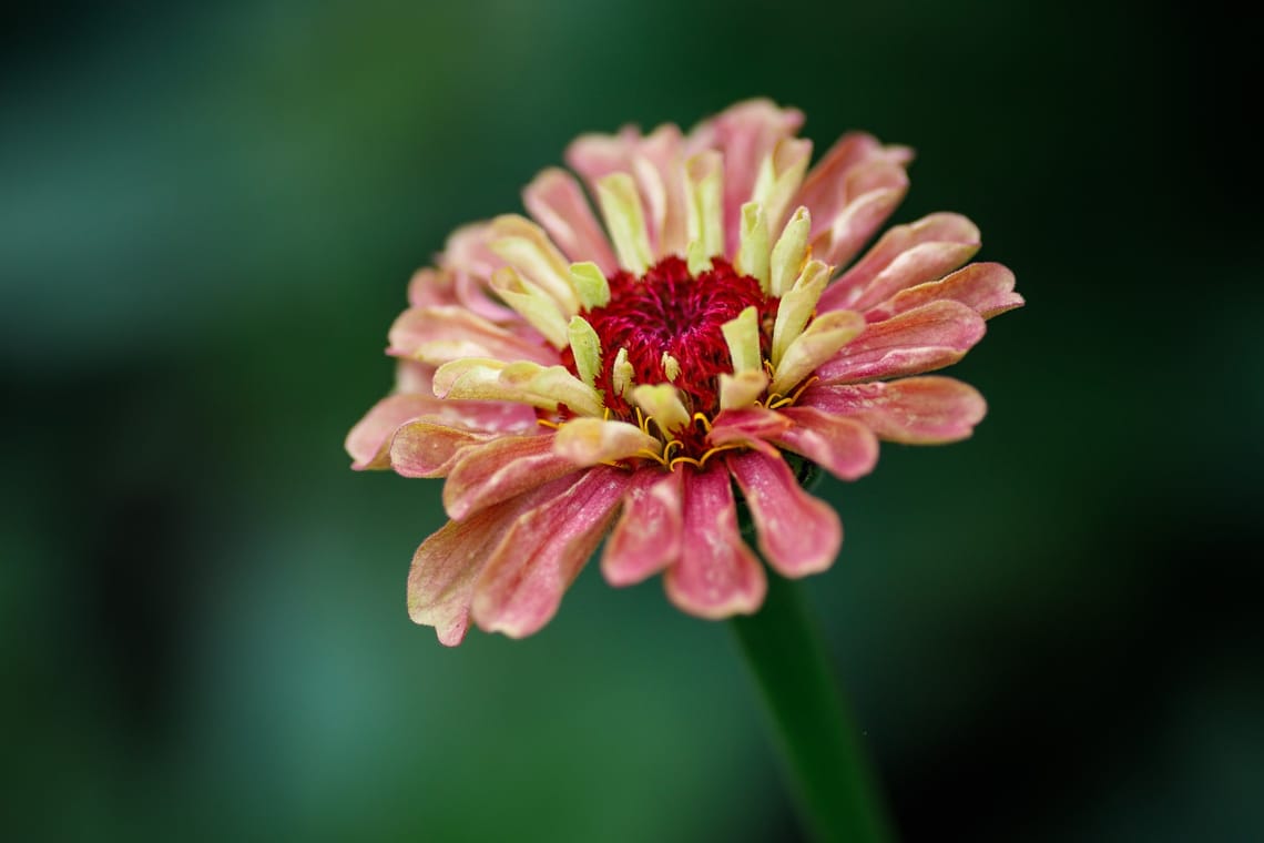 Zinnia "Queen Red Lime"