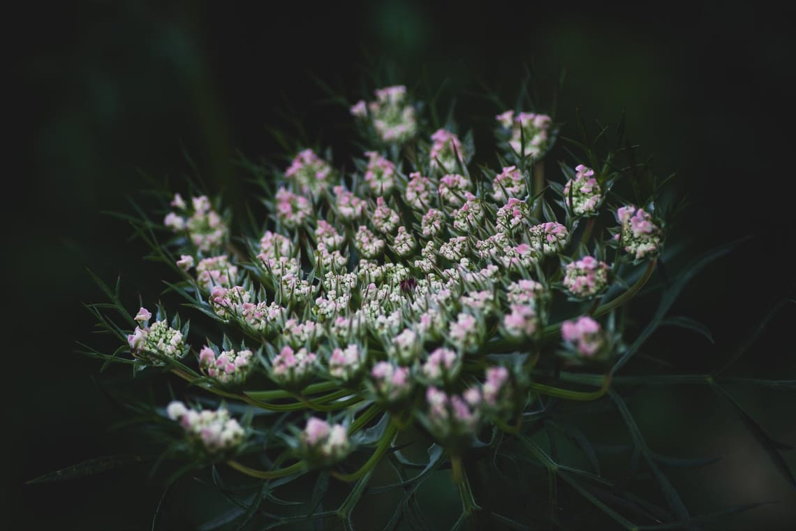 Beautiful Weeds