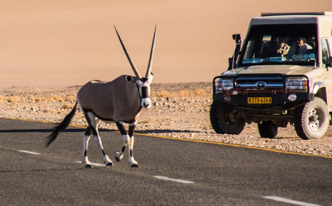 An Oryx crosses the white line