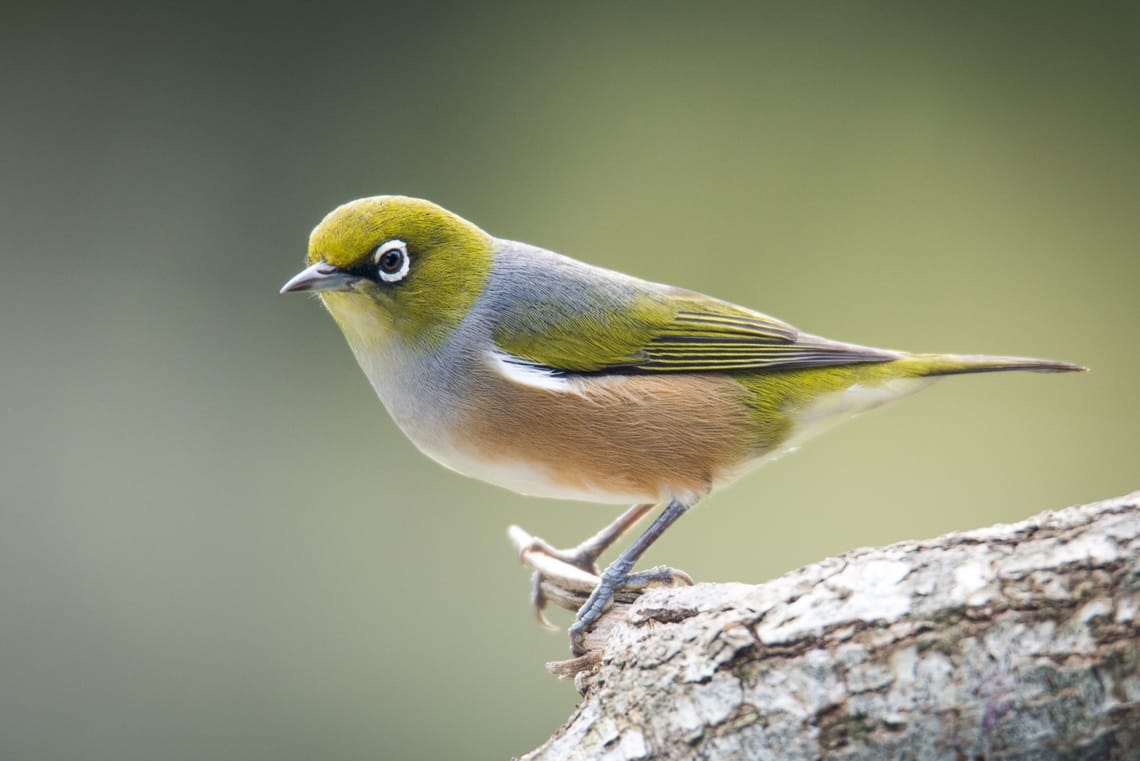 Silvereye