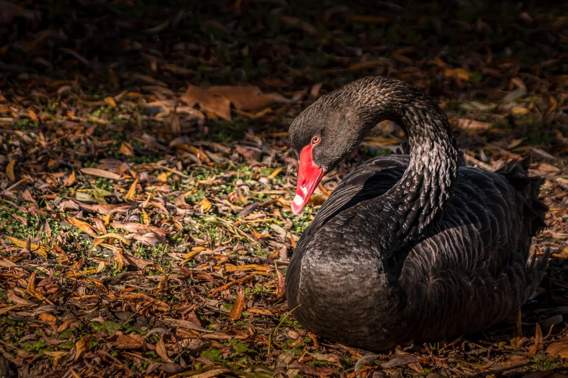 Swan at rest