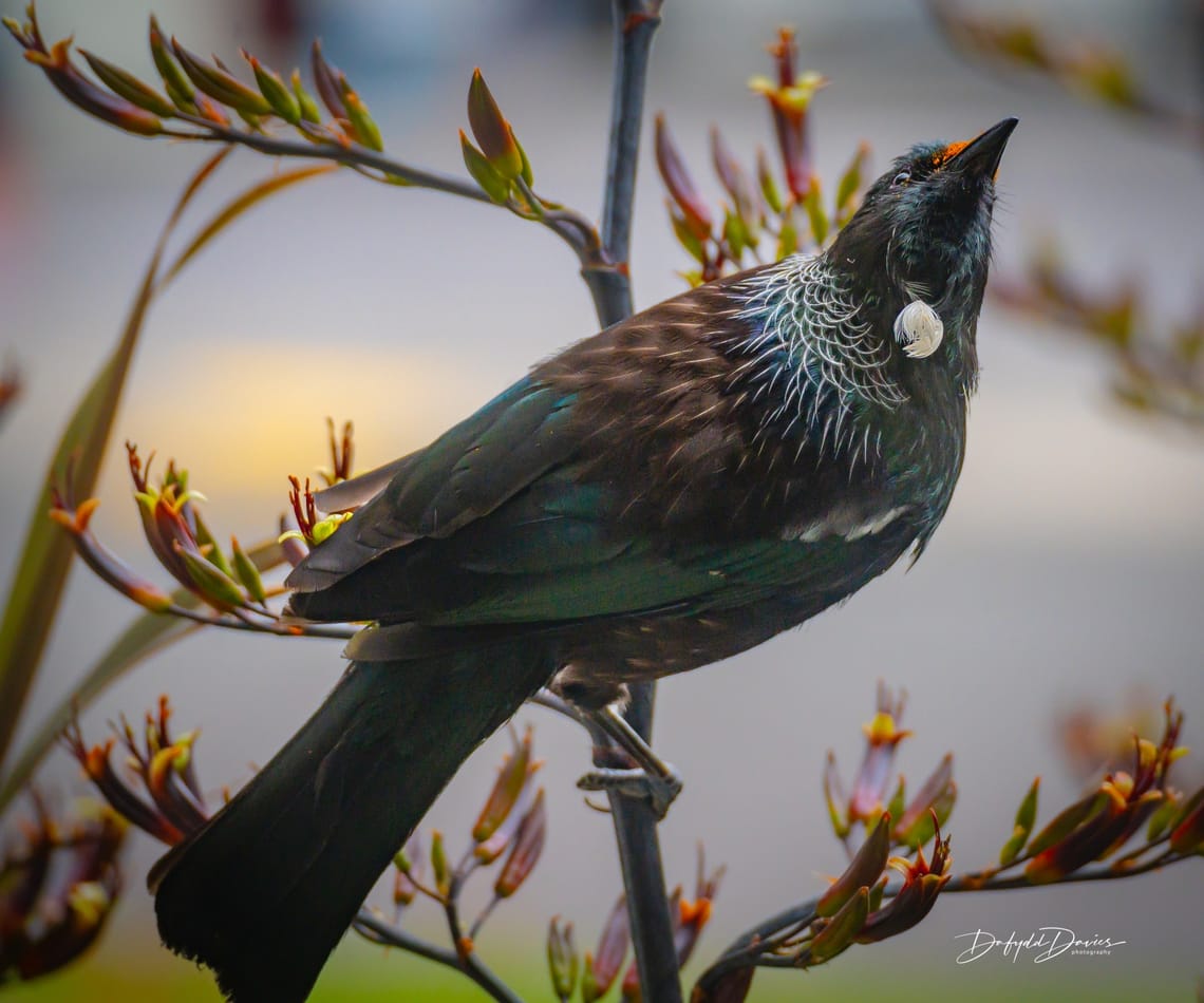 Tui in flax