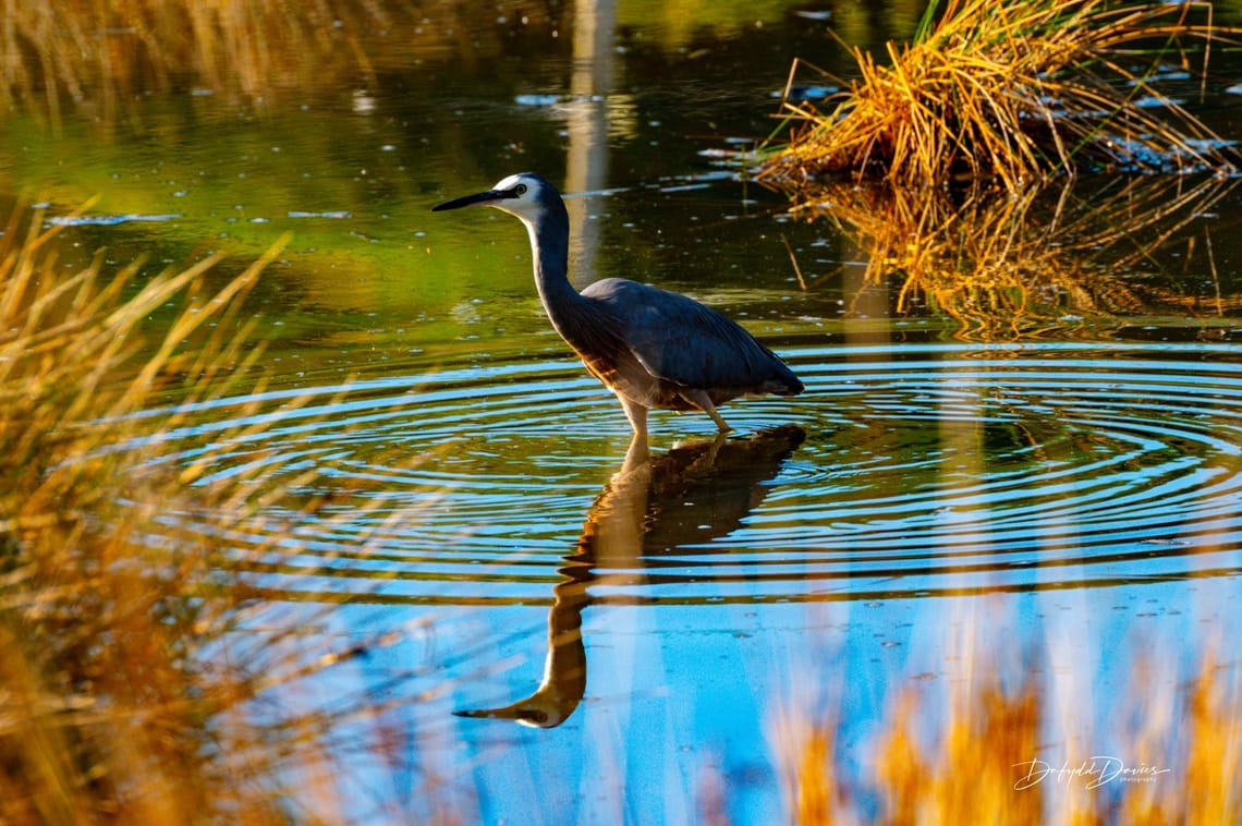 Egret