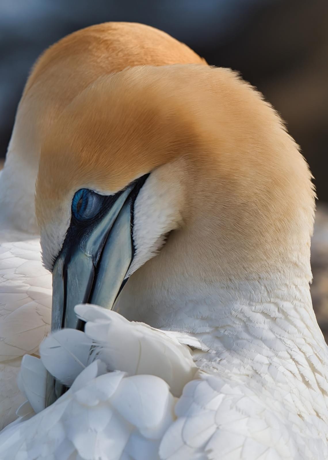 Gannet preening