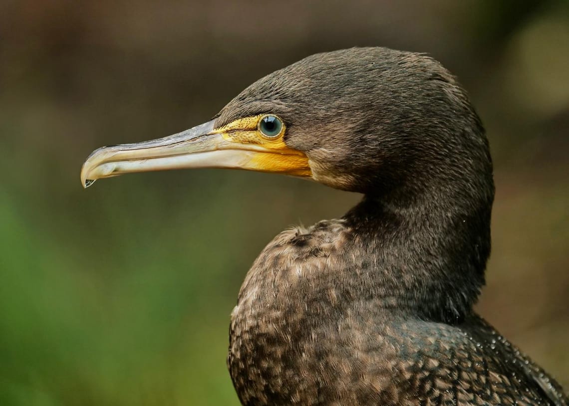 Black Shag