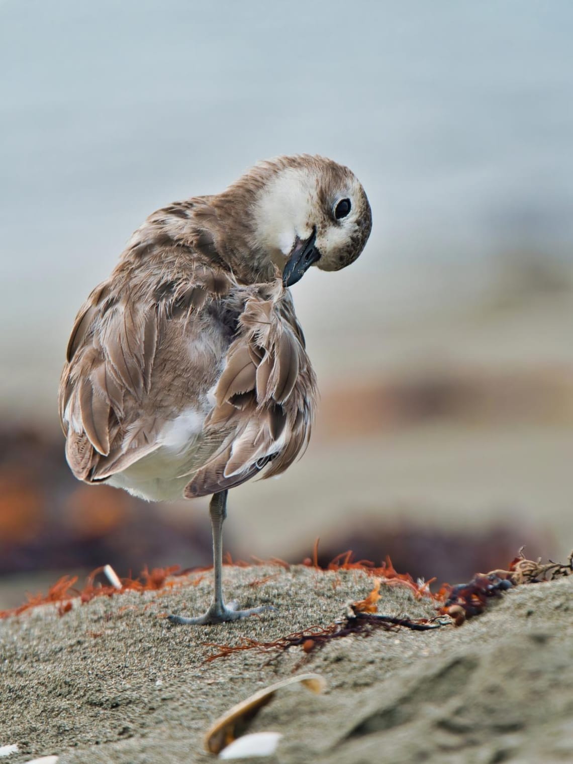 Dotterel preening