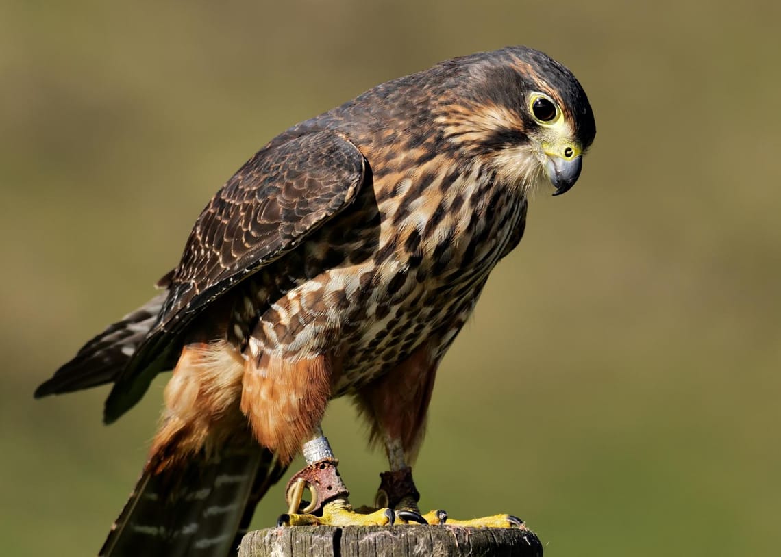 NZ Falcon