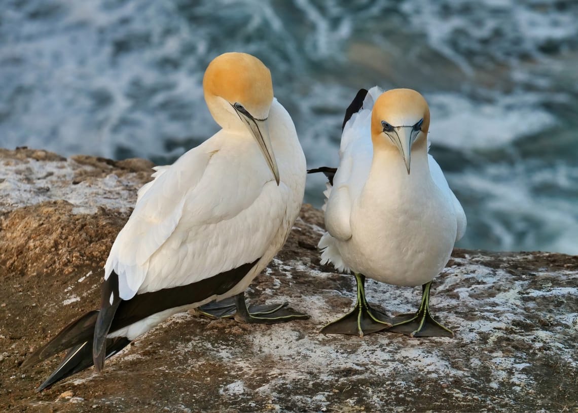 Gannets