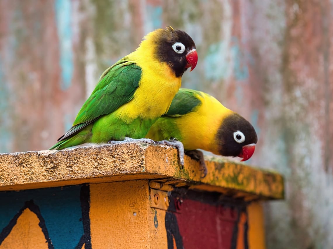 Masked lovebirds