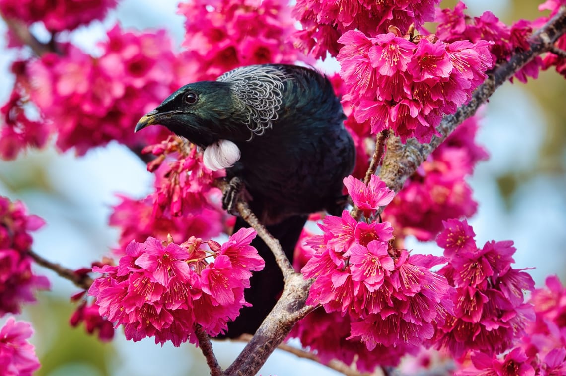 Tui