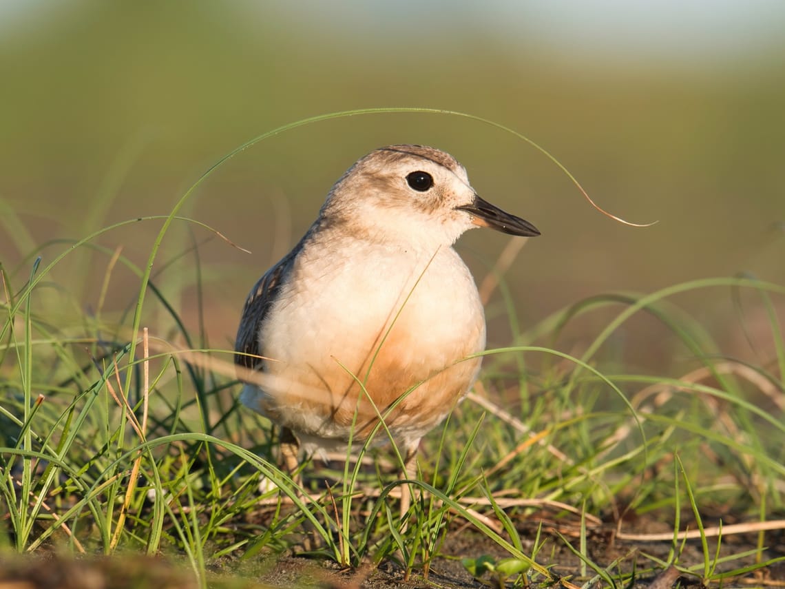 NZ Dotterel Tuturiwhatu