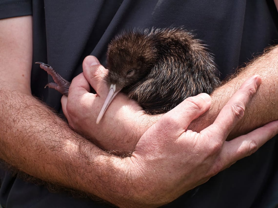 Kiwi chick