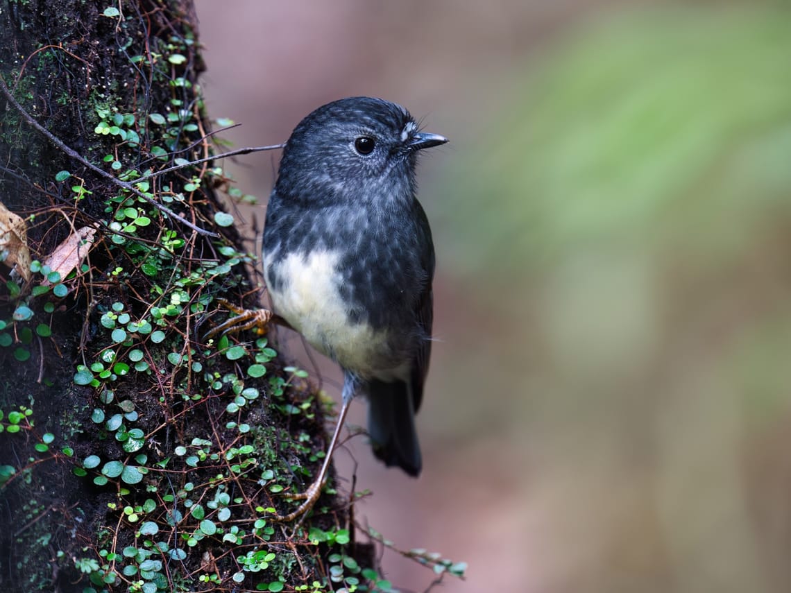 Toutouwai