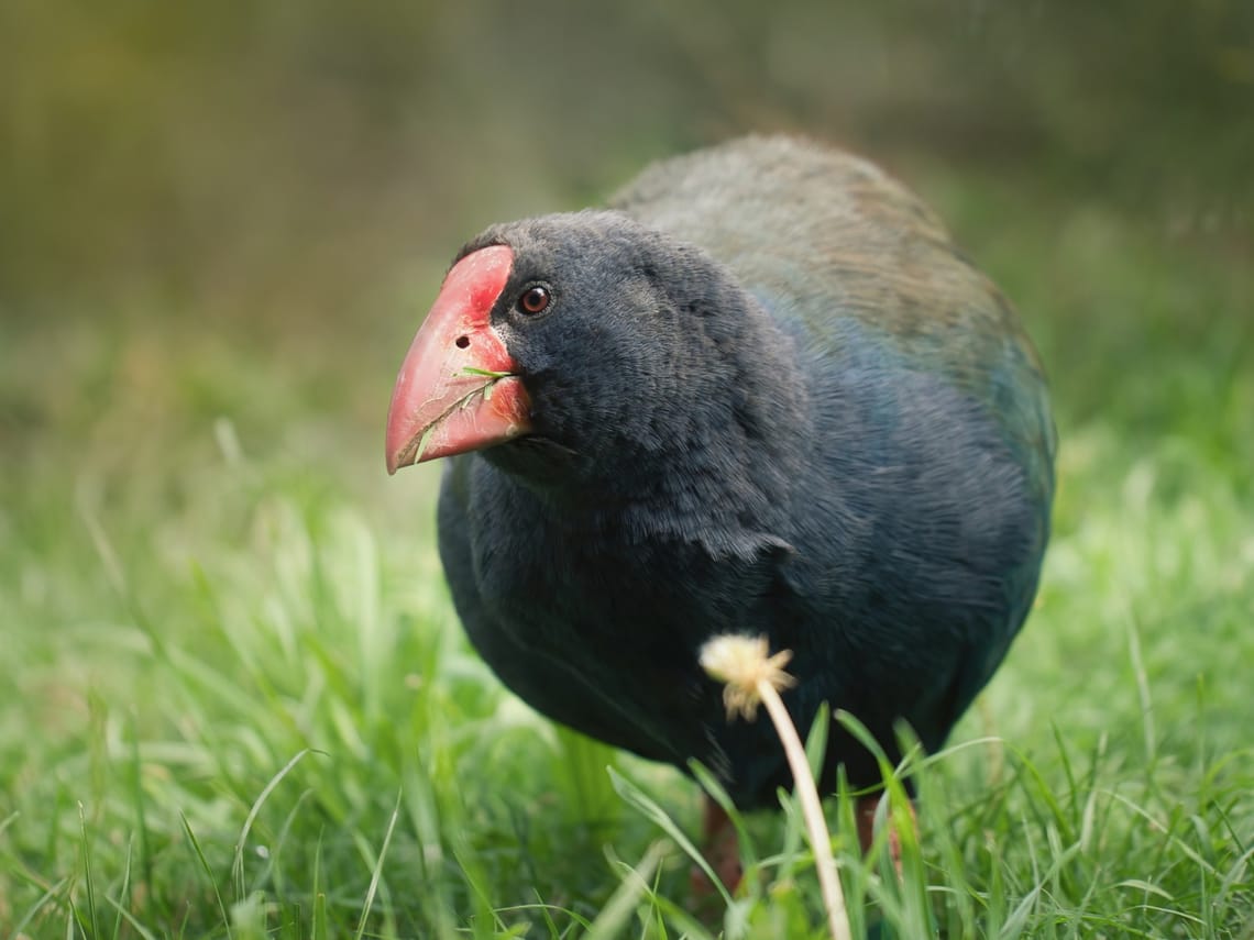 Takahe