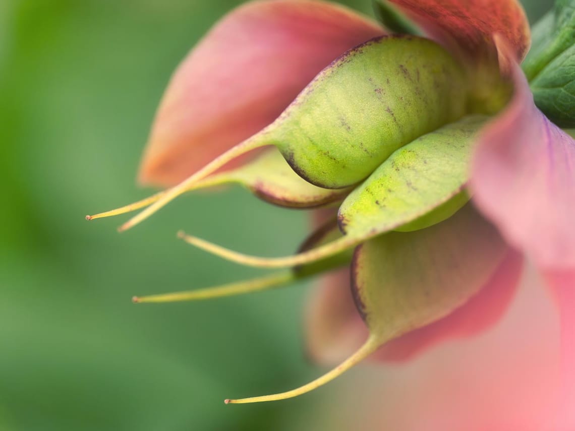 Shades of Pink and Lime