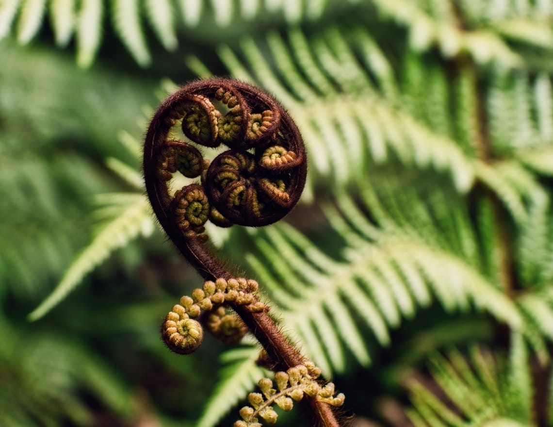 Unfurling frond