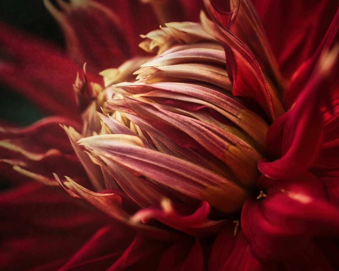 Red Dahlia Flower with Texture