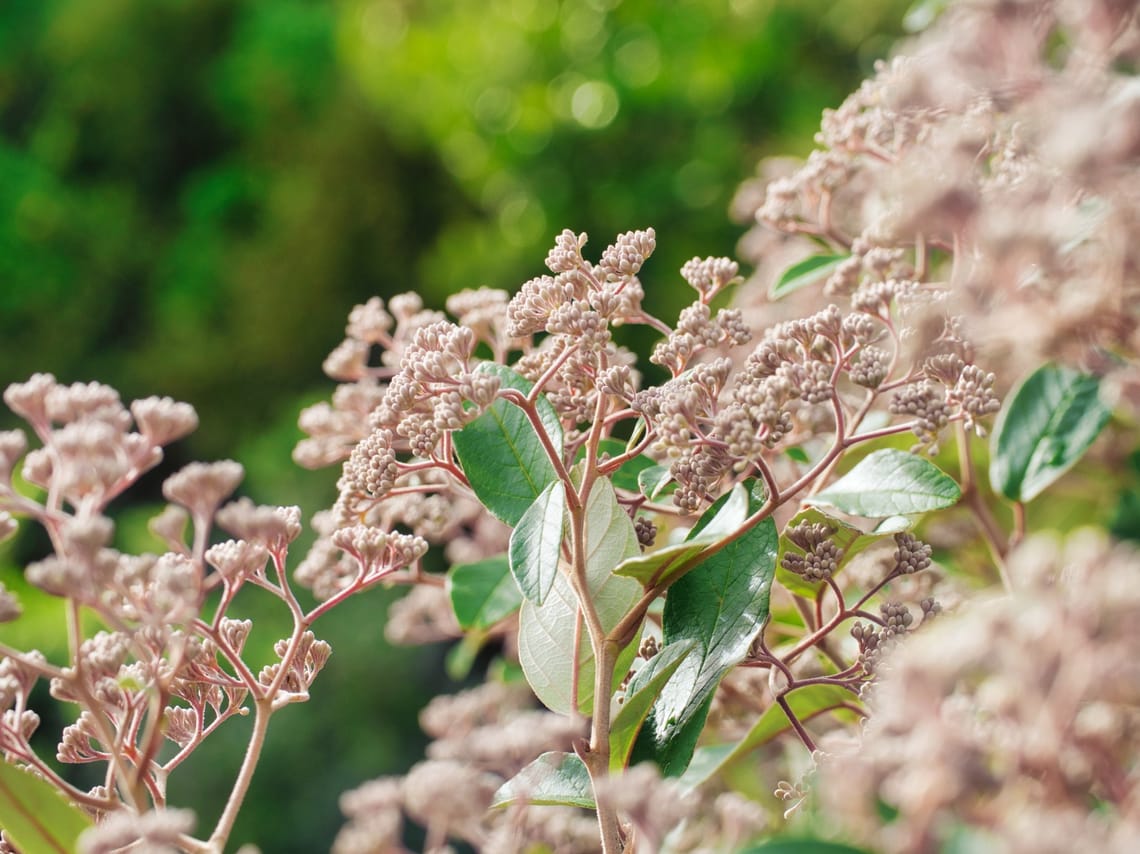 Golden Tainui flower buds