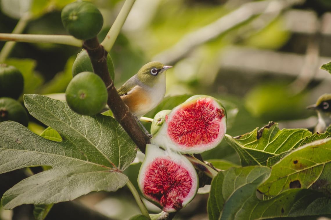 Tauhou Silvereye in Fig tree