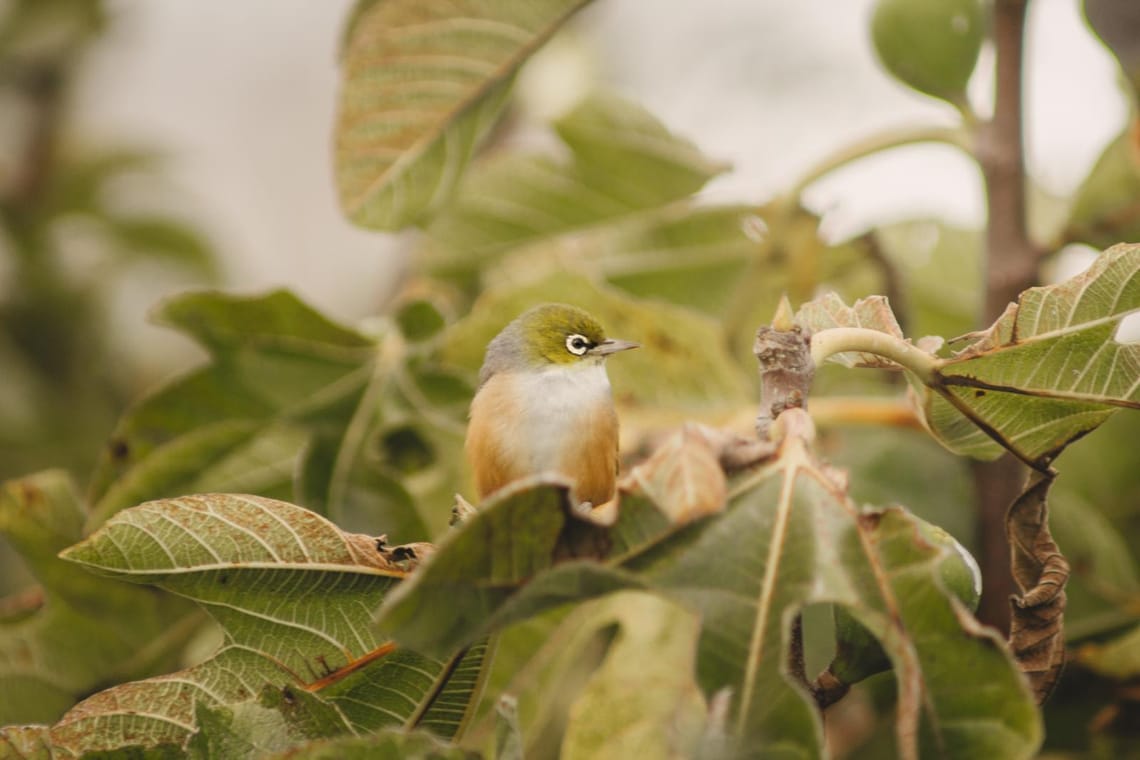 Tauhou Silvereye