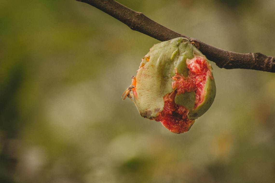 Fig Tree Fruit