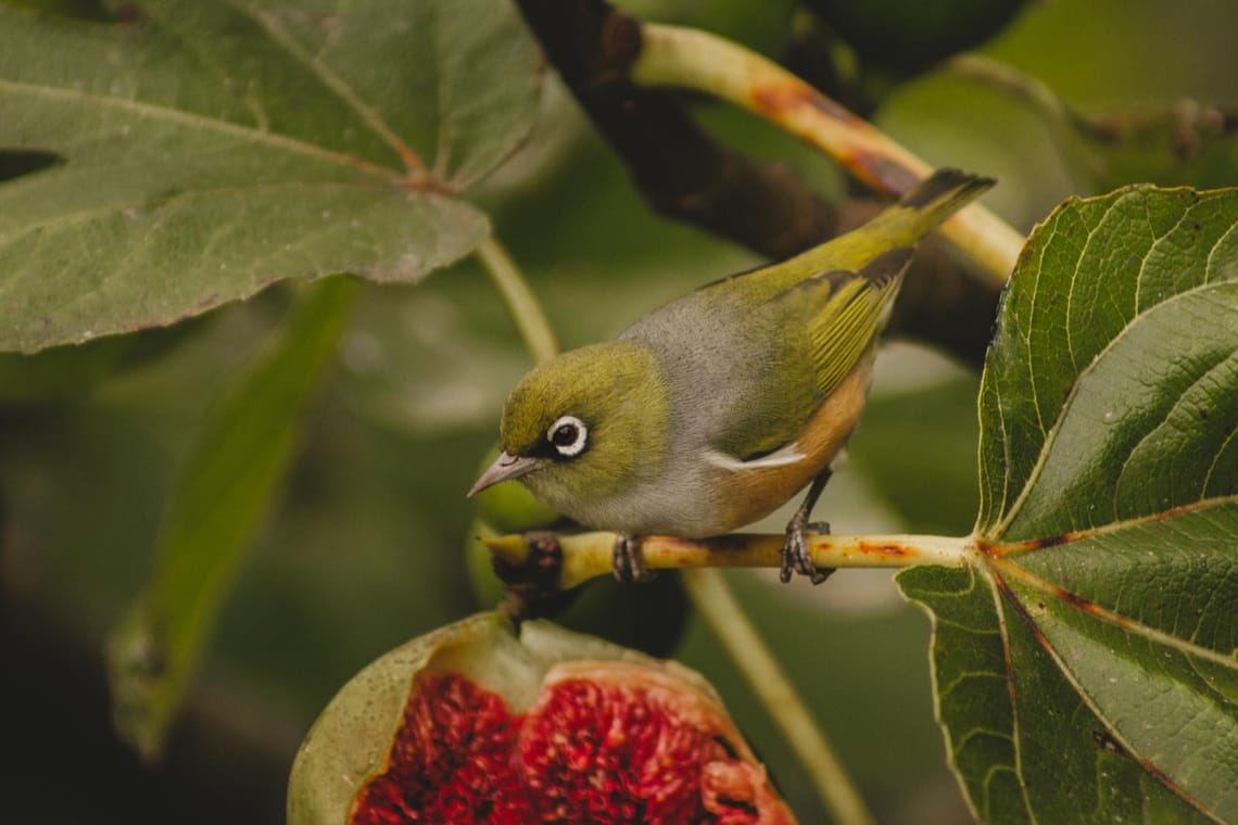 Tauhou Silvereye