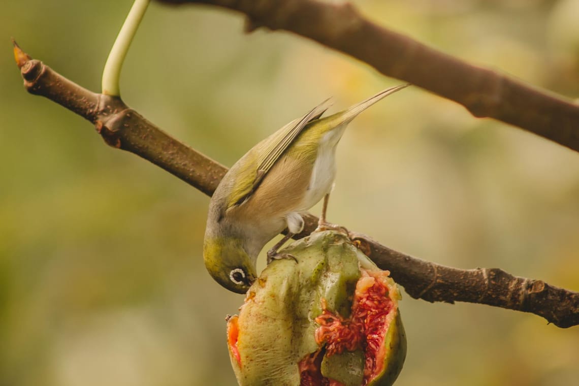 Tauhou Silvereye Meal