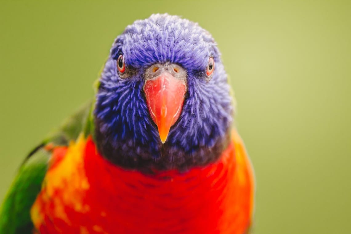 Rainbow Lorikeet