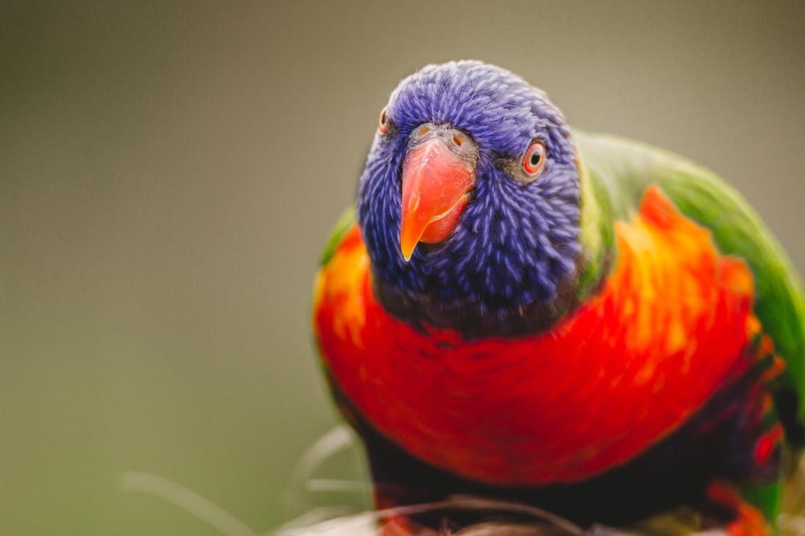 Rainbow Lorikeet