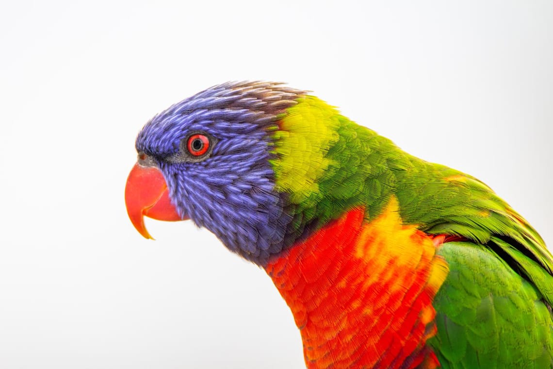 Rainbow Lorikeet