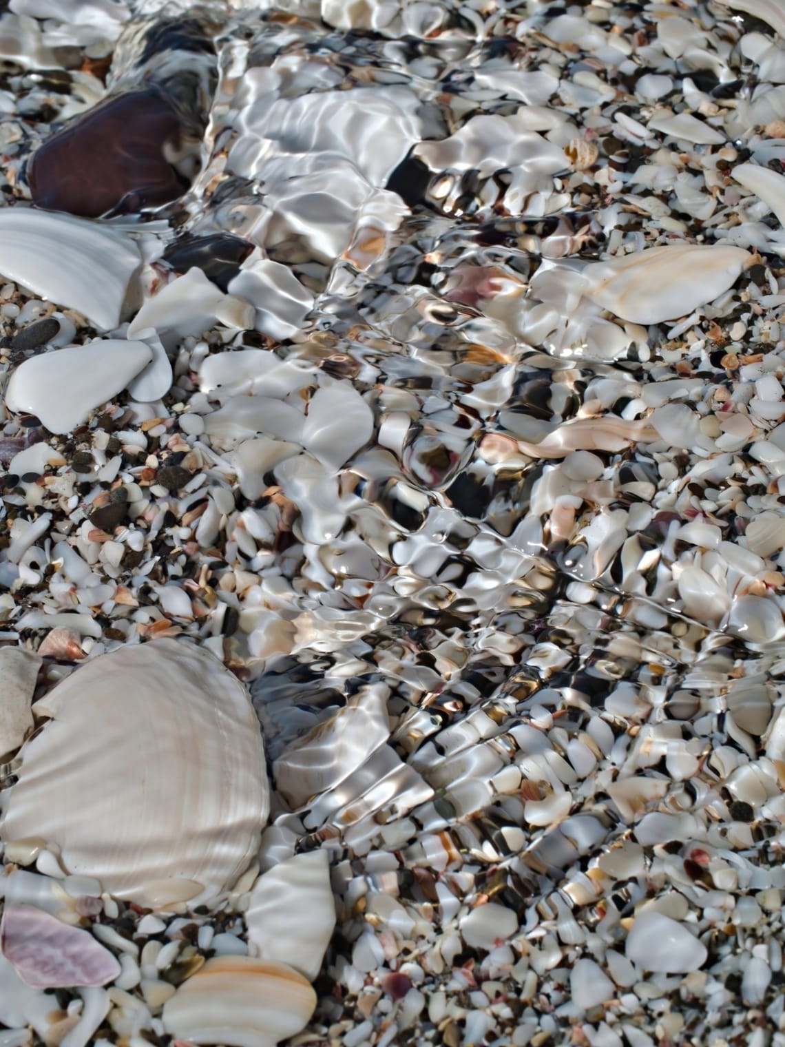 Water ripples over shells