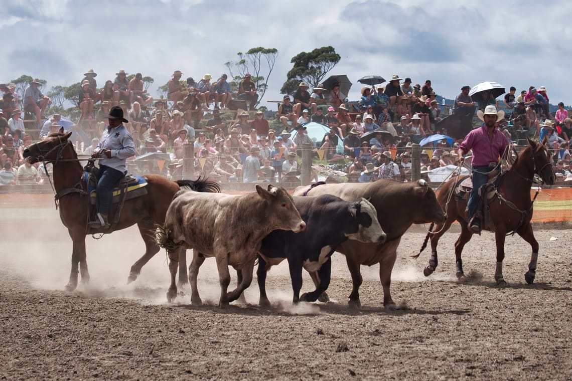 Rodeo bulls