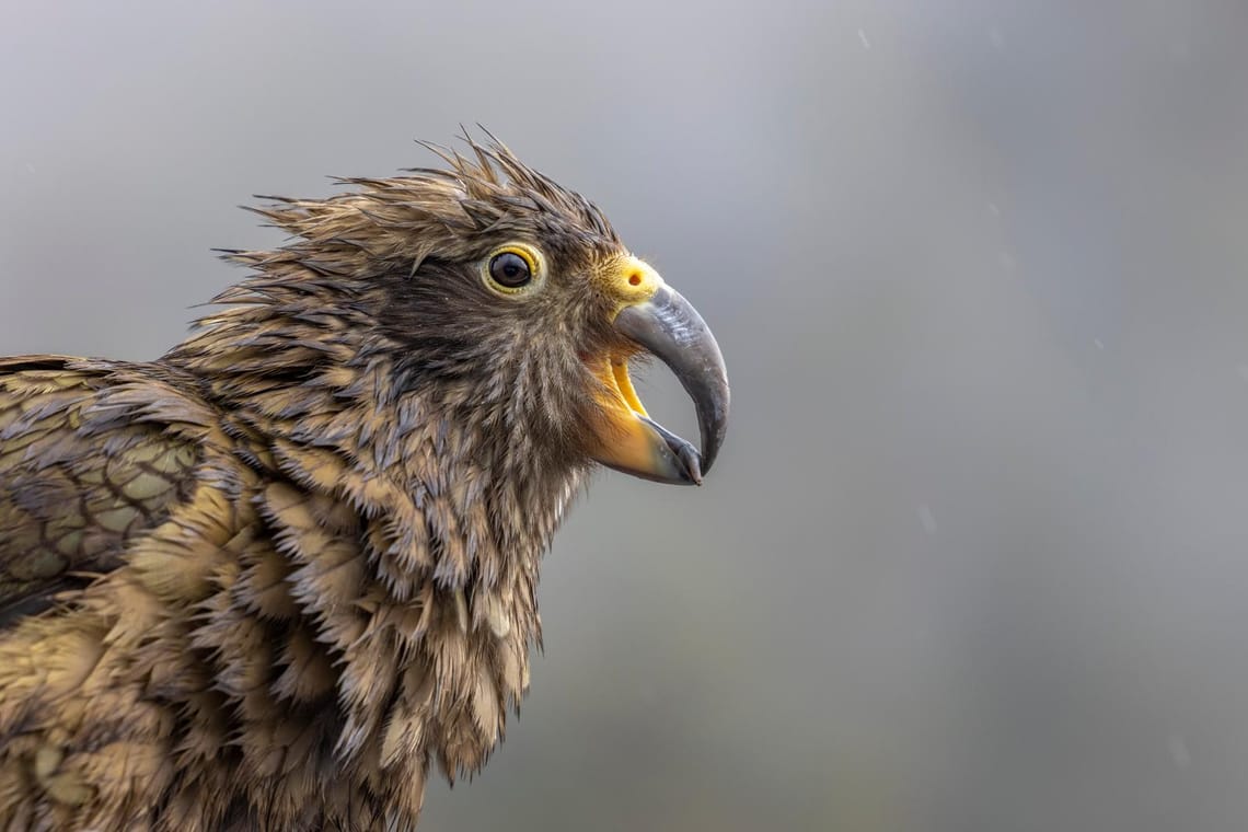 Juvenile Kea