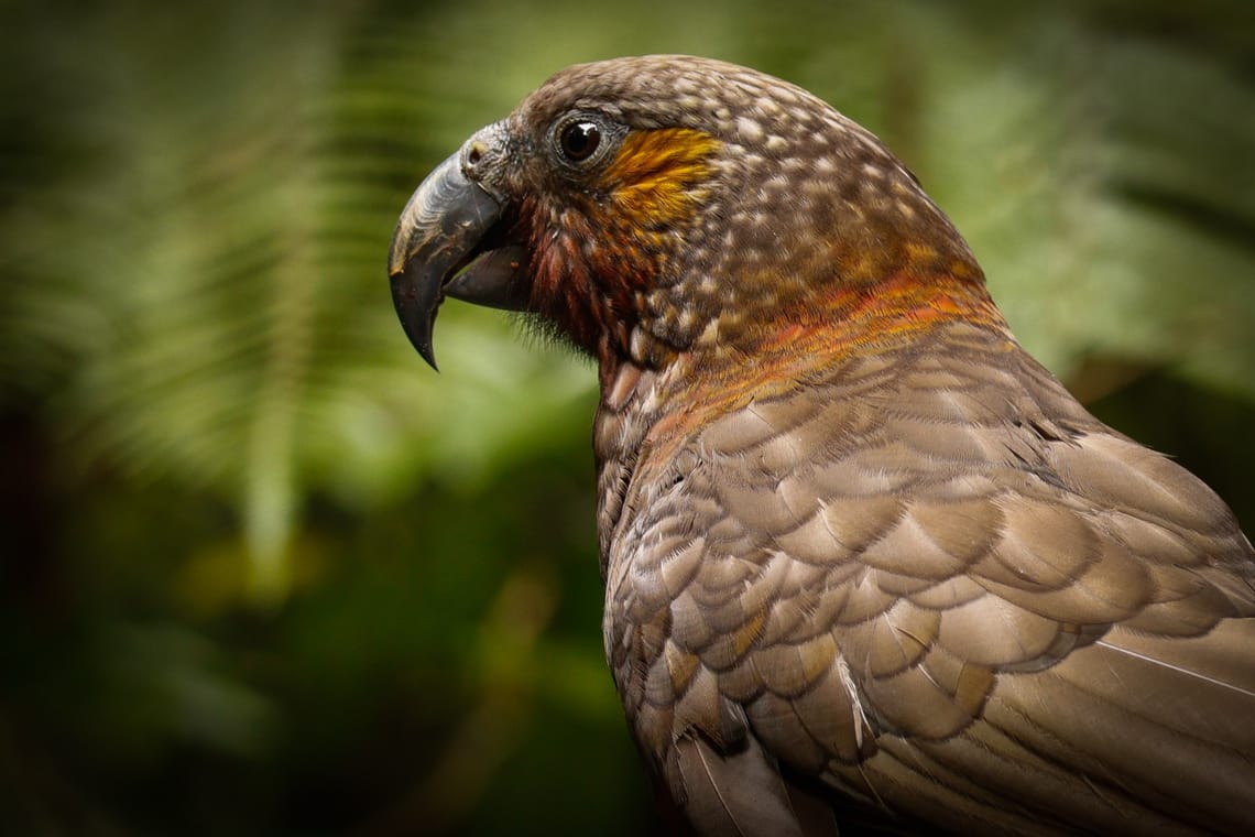 Kākā - Bush Parrot