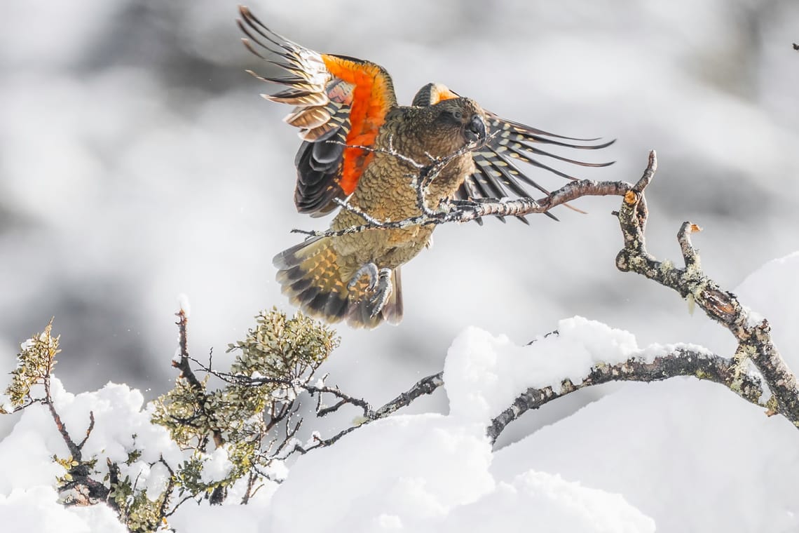 Kea in flight