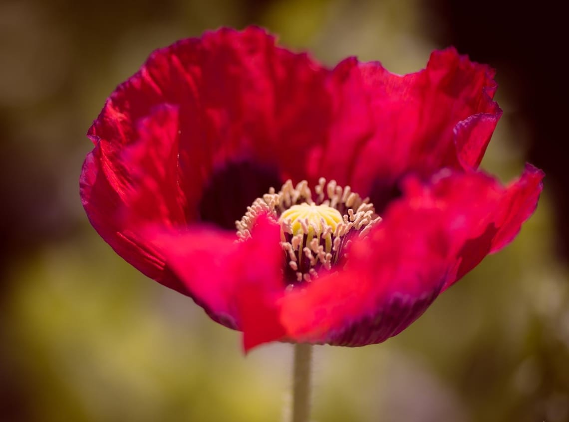 Poppy flamboyance