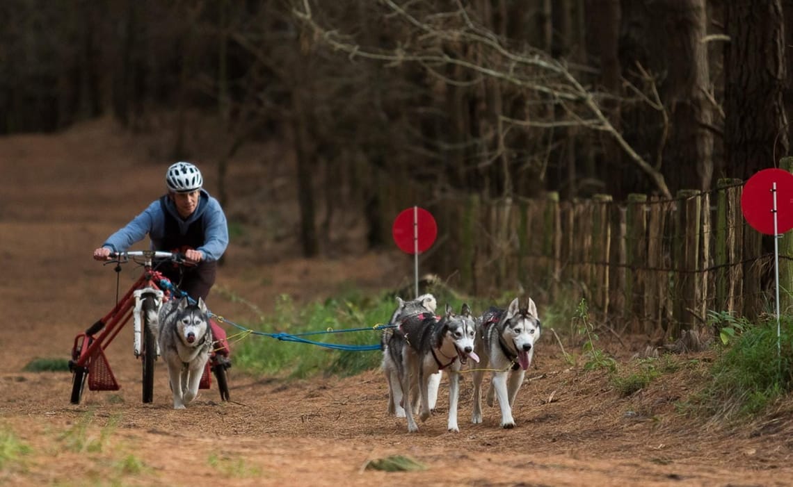 Eric and Siberian Husky Rig Team