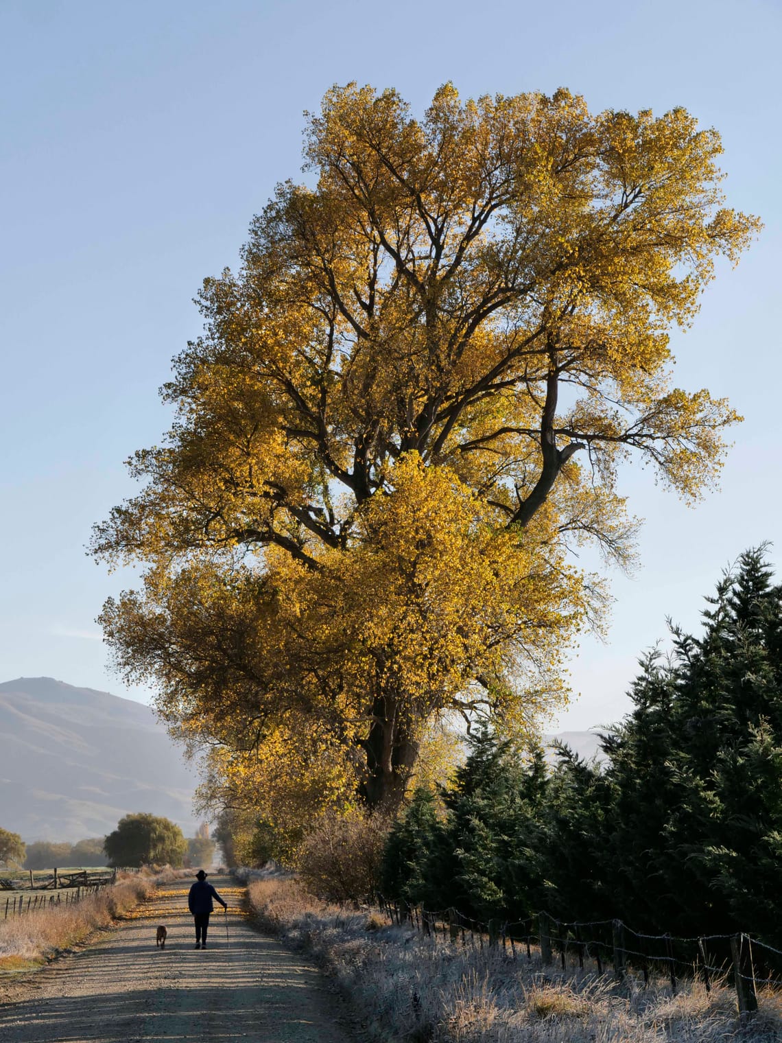 A dog, a man, and a tree