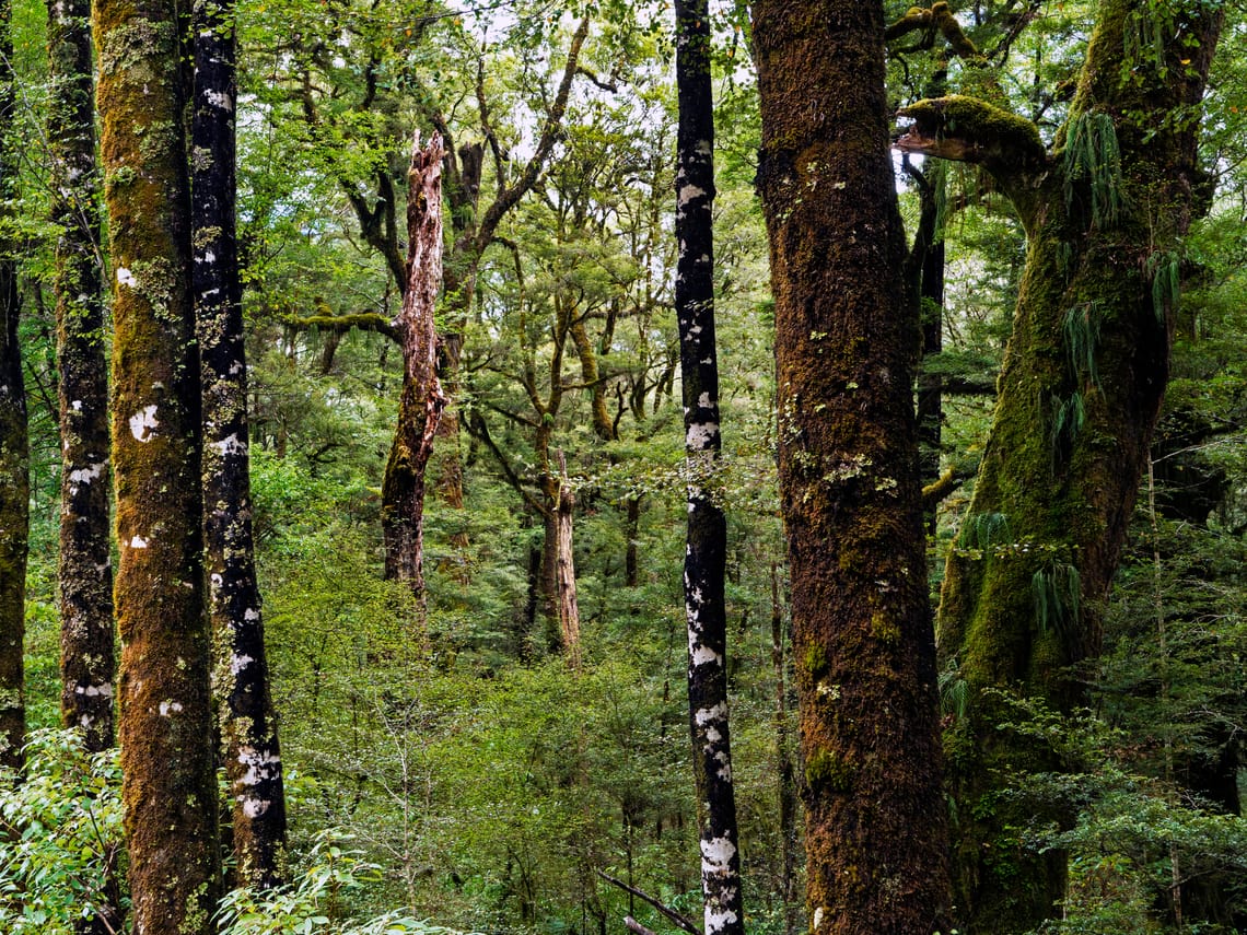 Beech Forest, Springs Junction