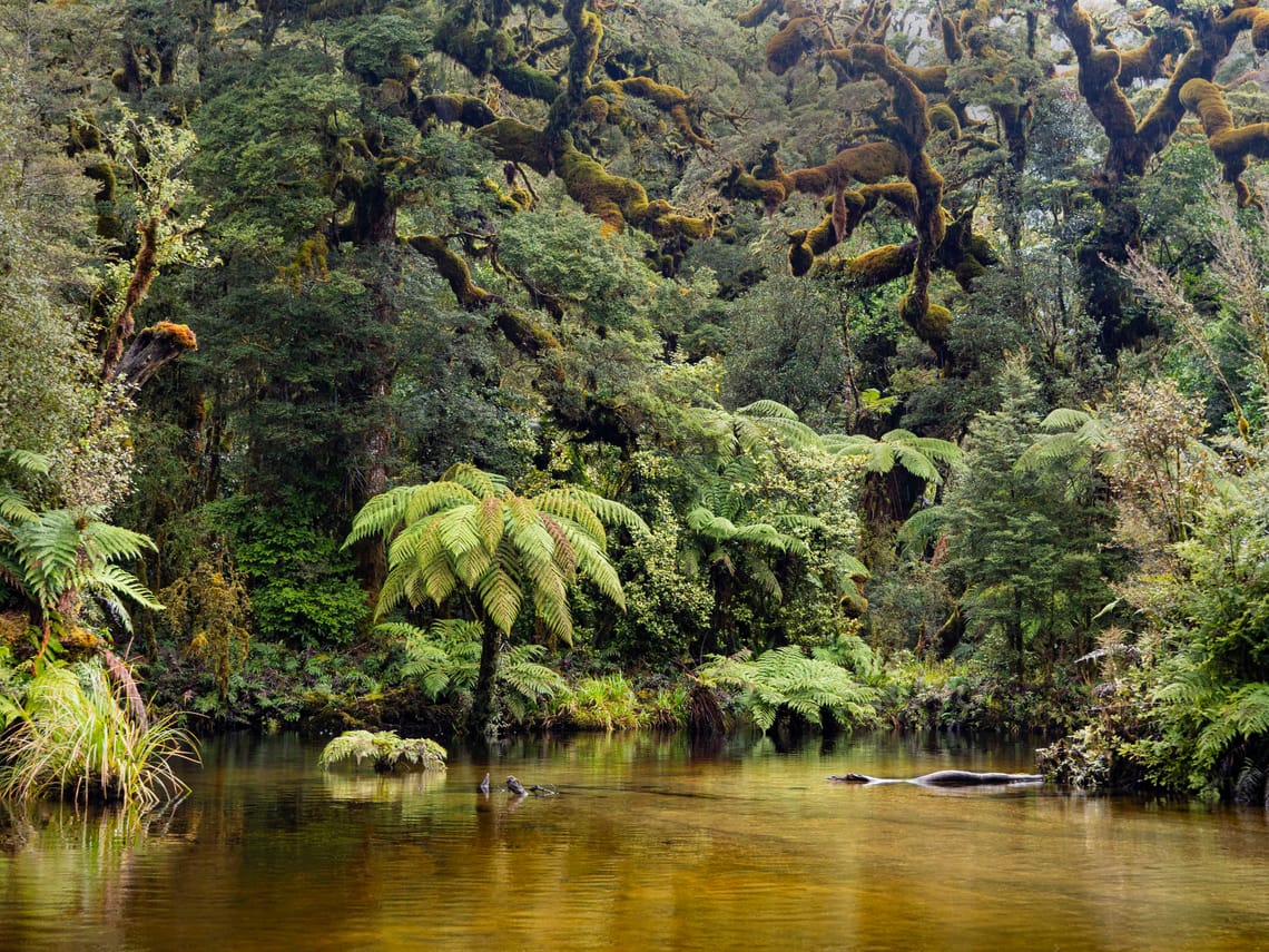 Fiordland Fern