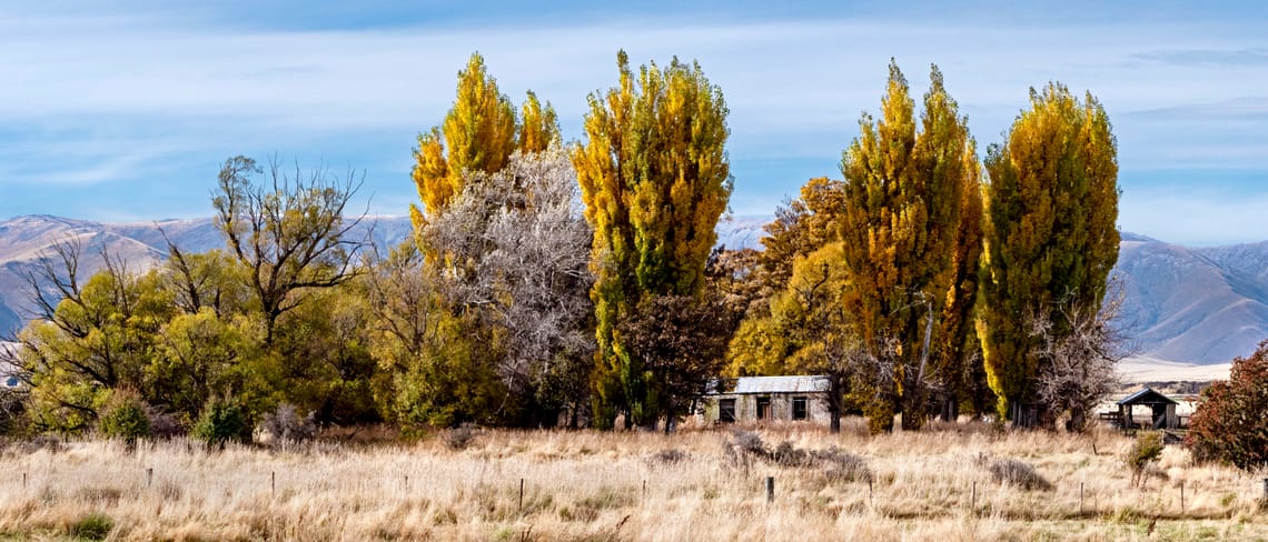 Maniototo autumn