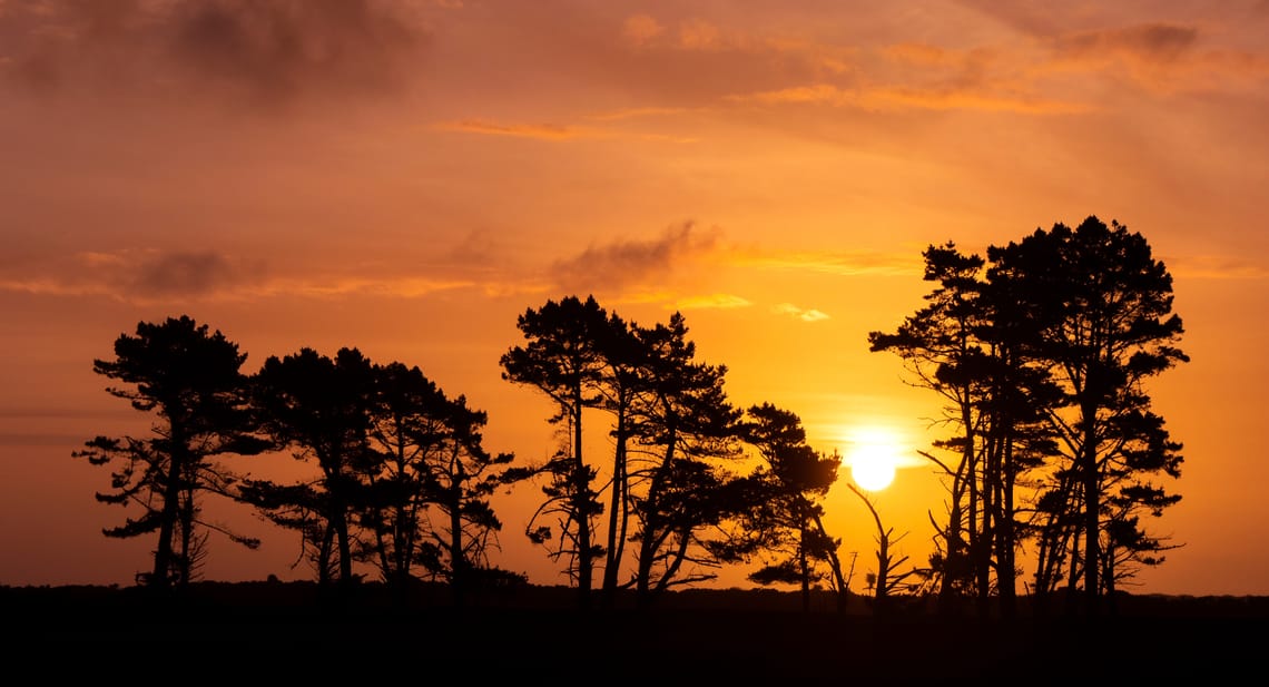 The old pines at sunset