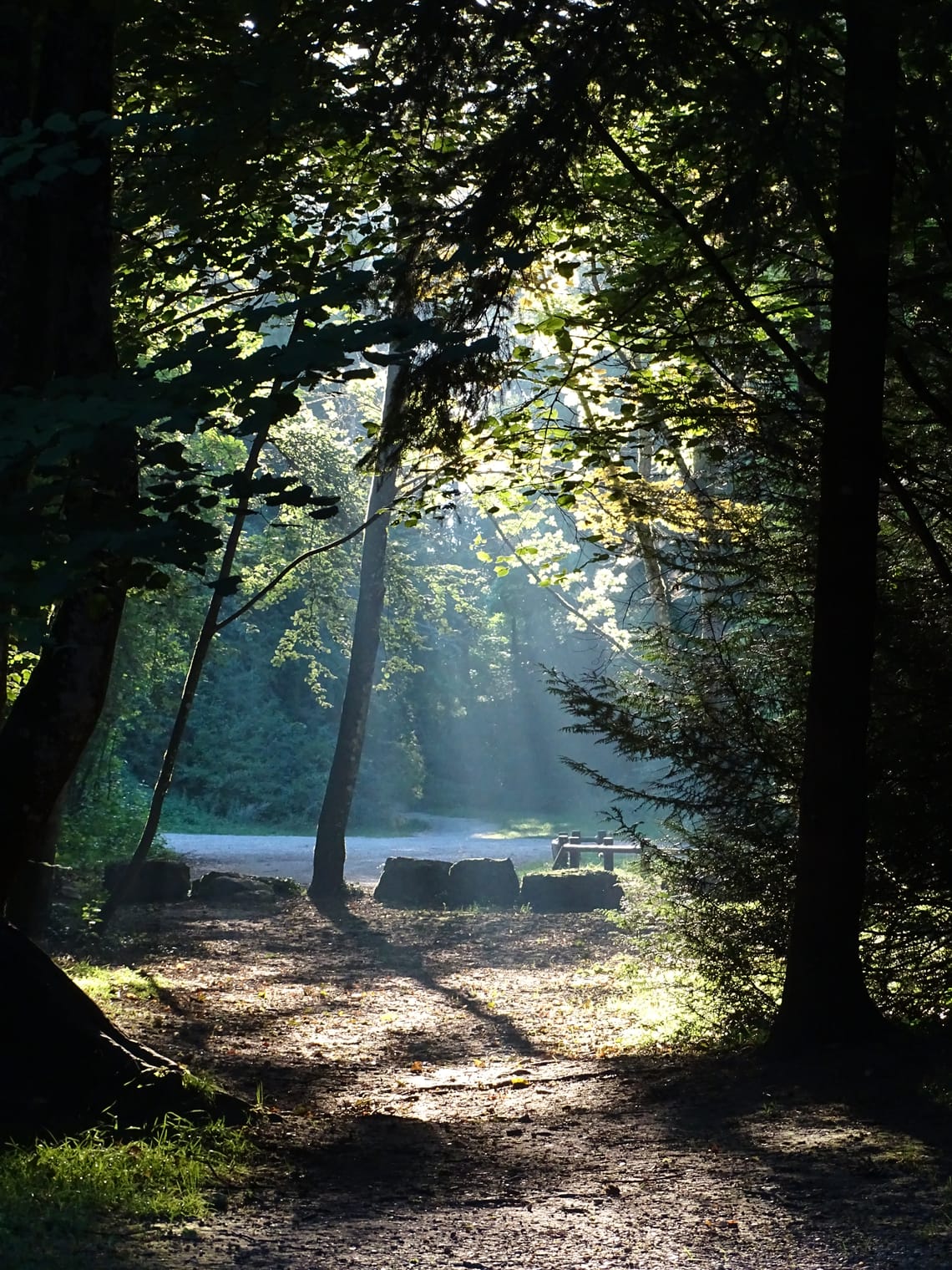 Morning light