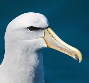 Albatross