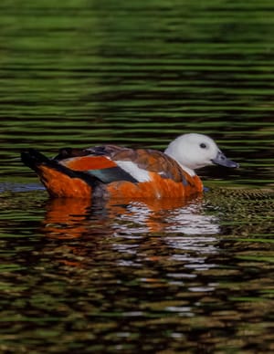 Paradise Shelduck