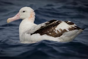 Antipodean Albatross