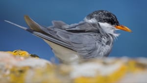 Black - fronted tern